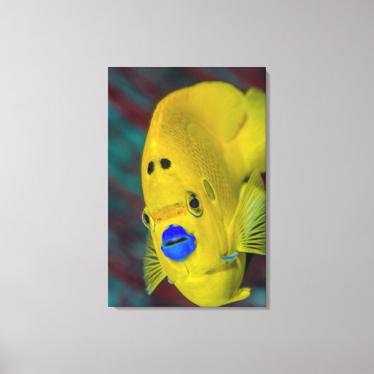 Sluiting van Angelfish Canvas Afdruk (Voorkant)