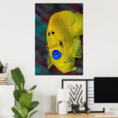 Sluiting van Angelfish Poster (Thuiskantoor)