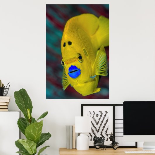 Sluiting van Angelfish Poster (Thuiskantoor)