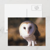 Sluiting van Barn Owl, Land between Lakes, KY Briefkaart (Voorkant / Achterkant)