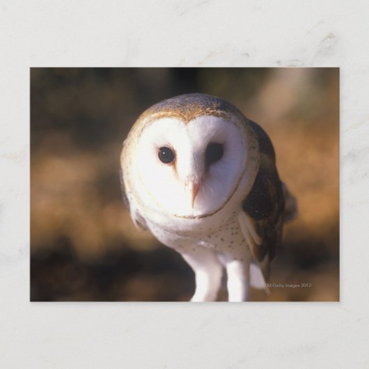 Sluiting van Barn Owl, Land between Lakes, KY Briefkaart (Voorkant)