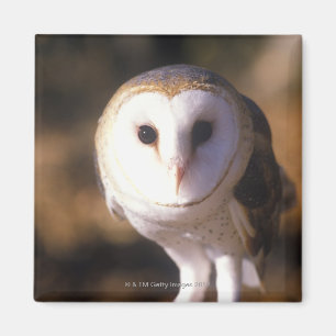 "Sluiting van Barn Owl, Land between Lakes, KY" Magneet