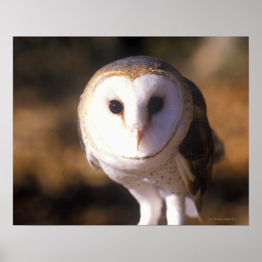 Sluiting van Barn Owl, Land between Lakes, KY Poster (Voorkant)