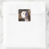 Sluiting van Barn Owl, Land between Lakes, KY Vierkante Sticker (Tas)