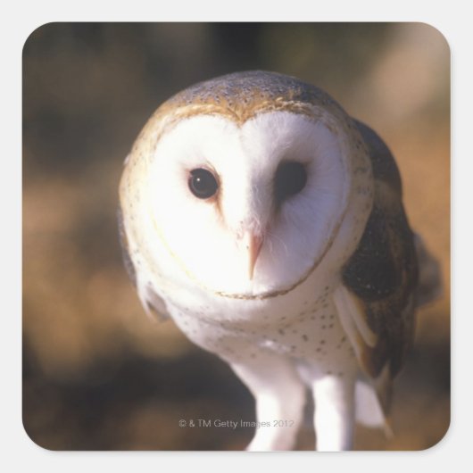 Sluiting van Barn Owl, Land between Lakes, KY Vierkante Sticker (Voorkant)