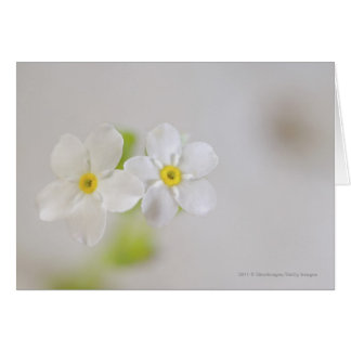 Sluiting van bloemen