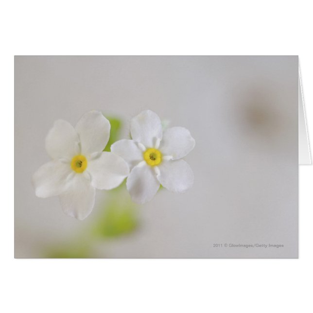 Sluiting van bloemen (Voorkant Horizontaal)