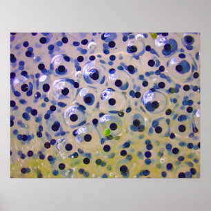 Sluiting van broedeieren binnenkort tot kikkervisj poster