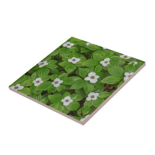 Sluiting van bunchberry met witte bloemen tegeltje (Zijkant)