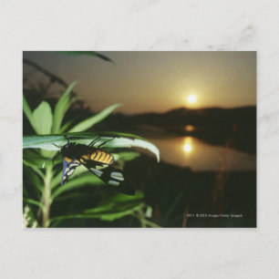 Sluiting van Butterfly op blad bij zonsondergang Briefkaart