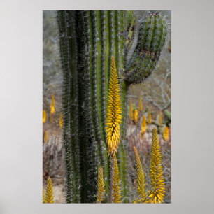 Sluiting van Cactus en Agave Poster