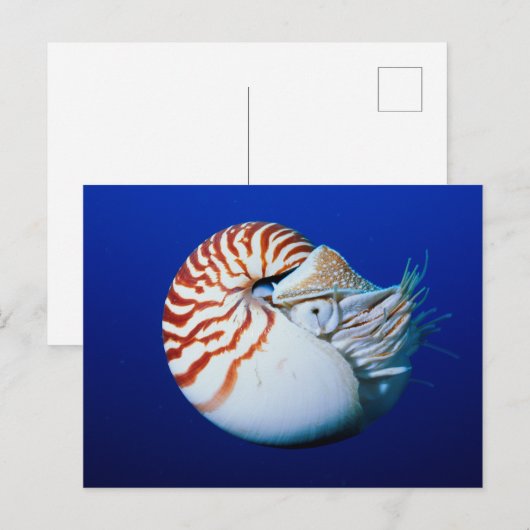 Sluiting van Chambered Nautilus Briefkaart (Voorkant / Achterkant)