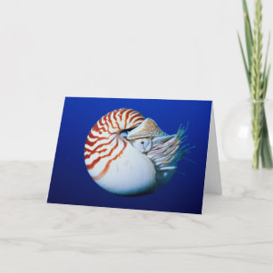 Sluiting van Chambered Nautilus Kaart