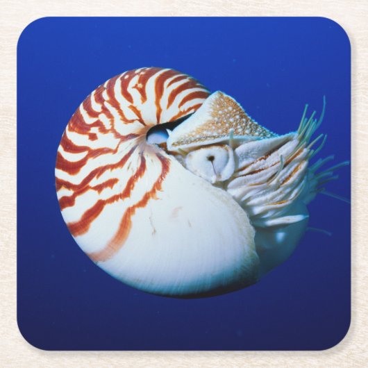 Sluiting van Chambered Nautilus Kartonnen Onderzetters (Voorkant)