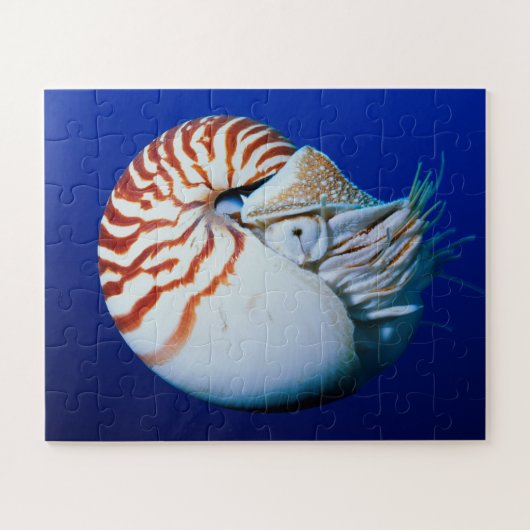 Sluiting van Chambered Nautilus Legpuzzel (Horizontaal)