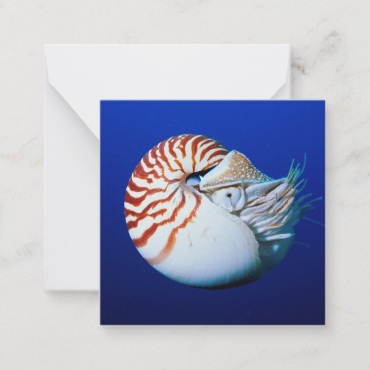 Sluiting van Chambered Nautilus Notitiekaartje (Voorkant)