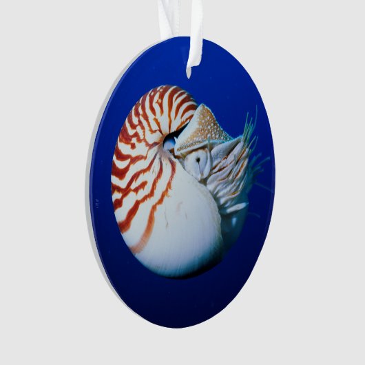 Sluiting van Chambered Nautilus Ornament (voorkant)