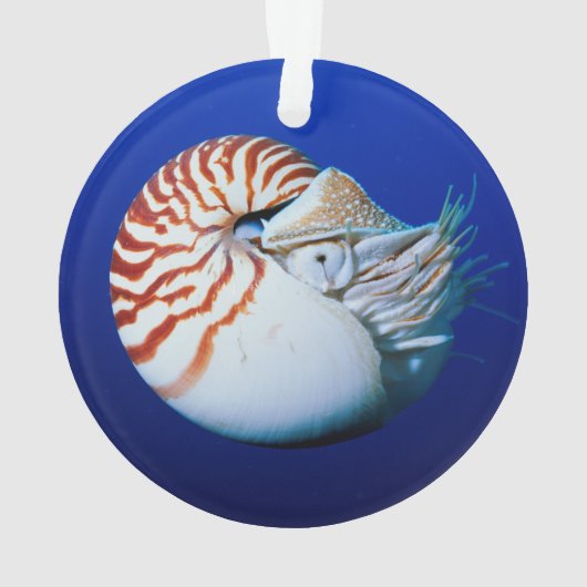 Sluiting van Chambered Nautilus Ornament (achterkant)
