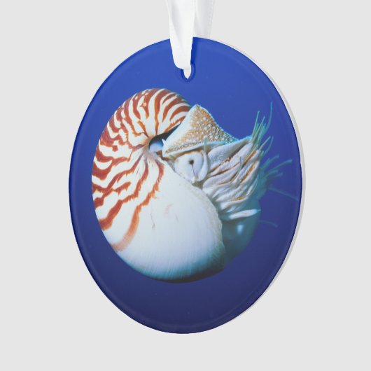 Sluiting van Chambered Nautilus Ornament (voorkant)