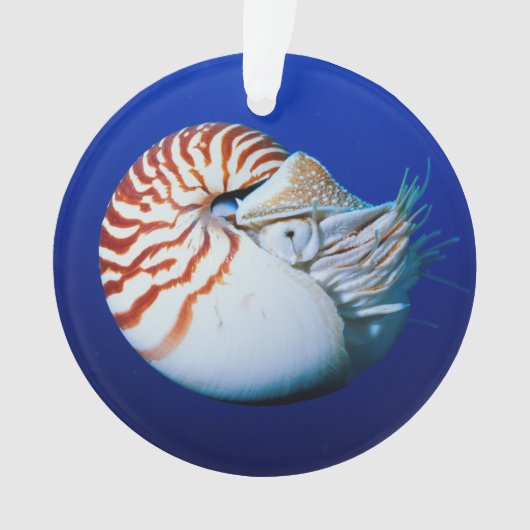 Sluiting van Chambered Nautilus Ornament (voorkant)