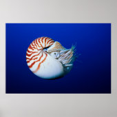 Sluiting van Chambered Nautilus Poster (Voorkant)