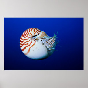 Sluiting van Chambered Nautilus Poster