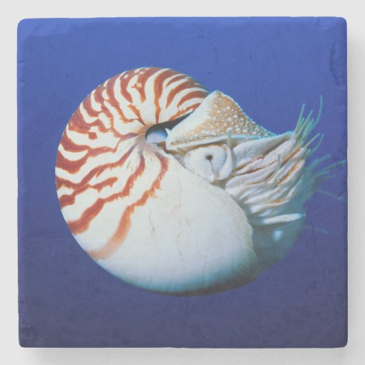 Sluiting van Chambered Nautilus Stenen Onderzetter (Voorkant)