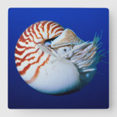 Sluiting van Chambered Nautilus Vierkante Klok (Voorkant)