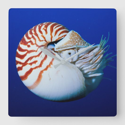 Sluiting van Chambered Nautilus Vierkante Klok (Voorkant)