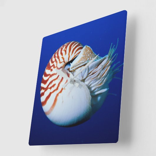 Sluiting van Chambered Nautilus Vierkante Klok (Hoek)