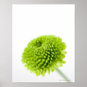 Sluiting van Chrysanthemum bloemhoofd 2 Poster (Voorkant)
