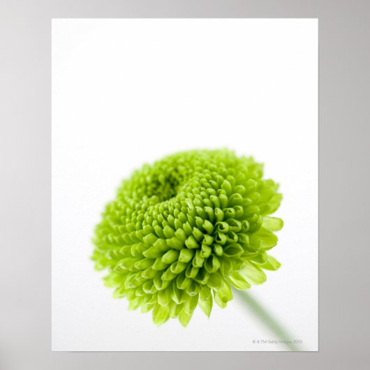 Sluiting van Chrysanthemum bloemhoofd 2 Poster (Voorkant)
