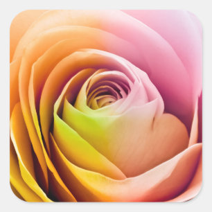 Sluiting van Colorful Roos Petals Vierkante Sticker