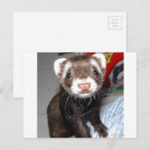 Sluiting van Cute Ferret met witte tekens op nose, Briefkaart (Voorkant / Achterkant)
