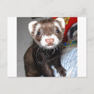 Sluiting van Cute Ferret met witte tekens op nose, Briefkaart