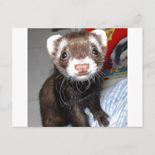 Sluiting van Cute Ferret met witte tekens op nose, Briefkaart (Voorkant)