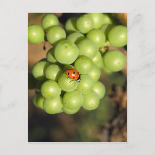 Sluiting van damestoornis op groene Pinot Noir dru Briefkaart