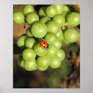 Sluiting van damestoornis op groene Pinot Noir dru Poster