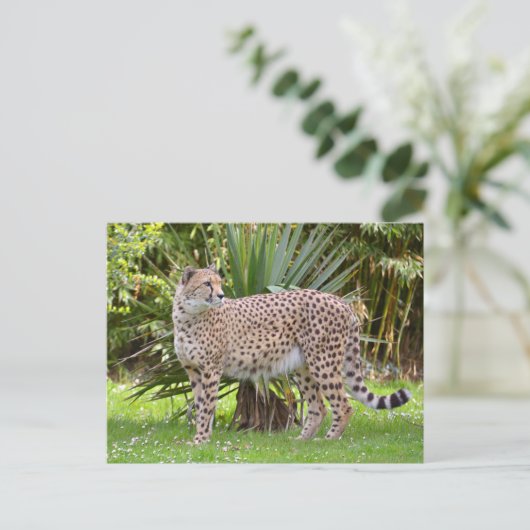 Sluiting van de Afrikaanse Cheetah Briefkaart (Staand voorkant)