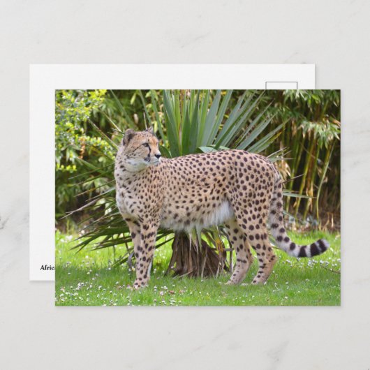 Sluiting van de Afrikaanse Cheetah Briefkaart (Voorkant / Achterkant)
