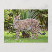 Sluiting van de Afrikaanse Cheetah Briefkaart (Voorkant)