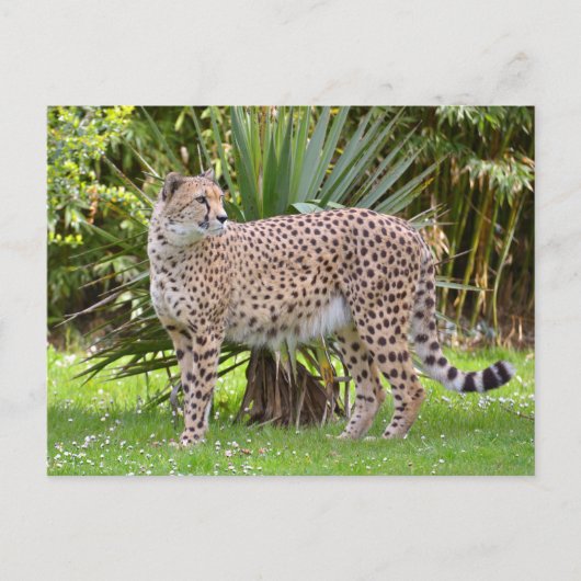 Sluiting van de Afrikaanse Cheetah Briefkaart (Voorkant)