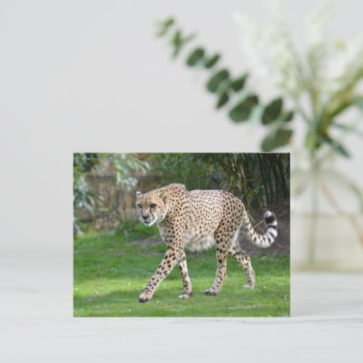 Sluiting van de Afrikaanse Cheetah Briefkaart (Staand voorkant)