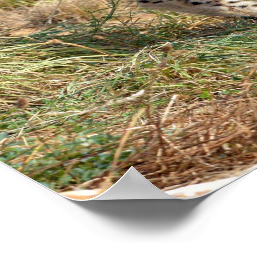 Sluiting van de Afrikaanse Cheetah Poster (Hoek)