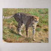 Sluiting van de Afrikaanse Cheetah Poster (Voorkant)