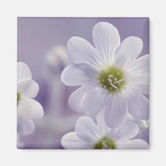 Sluiting van de bloemen 2 magneet (Voorkant)