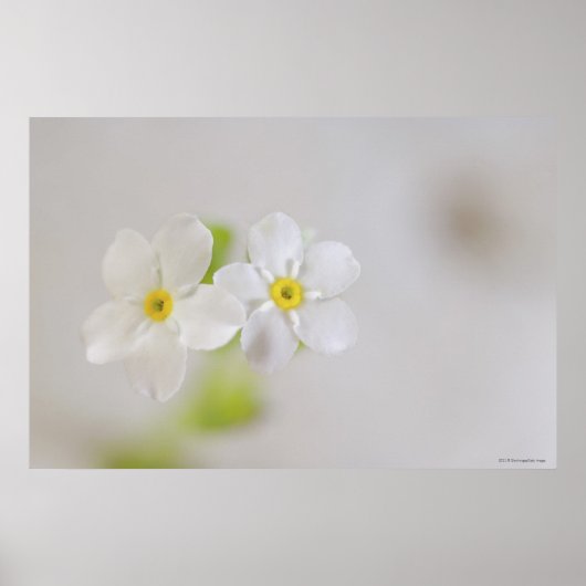 Sluiting van de bloemen 2 poster (Voorkant)