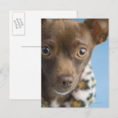 Sluiting van de chihuahua met de kraag briefkaart (Voorkant / Achterkant)