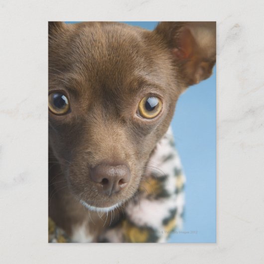 Sluiting van de chihuahua met de kraag briefkaart (Voorkant)