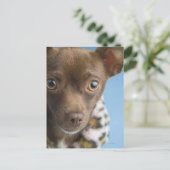 Sluiting van de chihuahua met de kraag briefkaart (Staand voorkant)